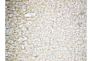 IHC-P: MBP antibody testing of rat brain tissue (MBP Antikörper  (C-Term))