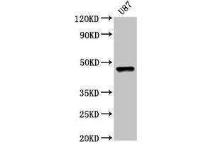 Western Blot Positive WB detected in: U87 whole cell lysate All lanes: SOX8 antibody at 5 μg/mL Secondary Goat polyclonal to rabbit IgG at 1/50000 dilution Predicted band size: 48 kDa Observed band size: 48 kDa (SOX8 Antikörper  (AA 292-386))