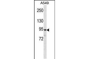 Western blot analysis in A549 cell line lysates (35ug/lane). (Plakophilin 3 Antikörper  (C-Term))