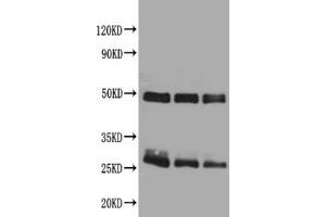 Western blotAll lanes: Rat IgG antibody at 2ug/mlLane 1: Rat IgG protein 70 ngLane 2: Rat IgG protein 50 ngLane 3: Rat IgG protein 30 ngSecondaryGoat polyclonal to Rabbit IgG at 1/50000 dilution. (Kaninchen anti-Ratte IgG Antikörper)