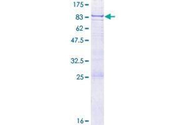 GMCL1 Protein (AA 1-515) (GST tag)