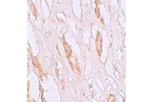 Immunohistochemical staining of human kidney cells with SLC39A1 polyclonal antibody  at 2. (SLC39A1 Antikörper  (N-Term))
