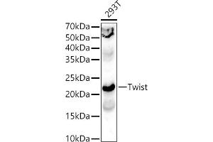 Western blot analysis of extracts of 293T cells, using Twist antibody (ABIN6128846, ABIN6149715, ABIN6149718 and ABIN6223153) at 1:400 dilution.
