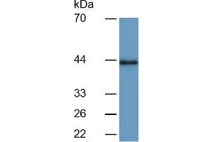 Mouse Detection antibody from the kit in WB with Positive Control:  Sample Human Serum. (Pepsinogen A ELISA Kit)