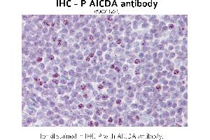 Image no. 1 for anti-Activation-Induced Cytidine Deaminase (AICDA) (N-Term) antibody (ABIN347161) (AICDA Antikörper  (N-Term))