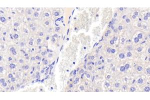 Detection of OGN in Mouse Liver Tissue using Polyclonal Antibody to Osteoglycin (OGN)