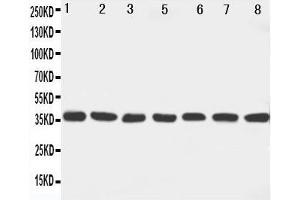 Western Blotting (WB) image for anti-Mitogen-Activated Protein Kinase Kinase 6 (MAP2K6) (AA 7-23), (N-Term) antibody (ABIN3042996) (MAP2K6 Antikörper  (N-Term))