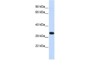 WB Suggested Anti-KIF25 Antibody Titration:  0. (KIF25 Antikörper  (N-Term))