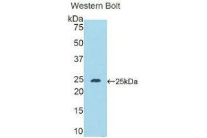 Western Blotting (WB) image for anti-Desmocollin 1 (DSC1) (AA 135-340) antibody (ABIN1858668) (Desmocollin 1 Antikörper  (AA 135-340))