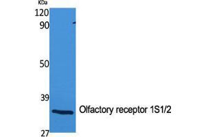 Western Blot (WB) analysis of specific cells using Olfactory receptor 1S1/2 Polyclonal Antibody. (Olfactory Receptor 1S1/2 (C-Term) Antikörper)