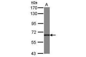 Image no. 1 for anti-DEAD (Asp-Glu-Ala-Asp) Box Polypeptide 49 (DDX49) (AA 66-318) antibody (ABIN1497806) (DDX49 Antikörper  (AA 66-318))