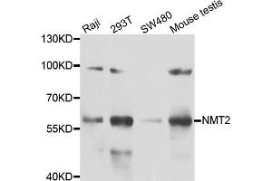 Western blot analysis of extracts of various cell lines, using NMT2 antibody. (NMT2 Antikörper)