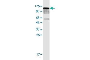 Western Blot detection against Immunogen (99 KDa) . (POLR3E Antikörper  (AA 1-666))