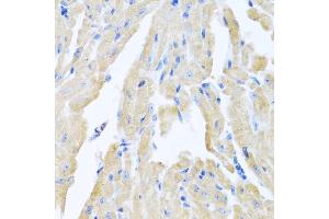 Immunohistochemistry of paraffin-embedded mouse heart using MLN antibody (ABIN5973790) at dilution of 1/100 (40x lens). (Motilin Antikörper)