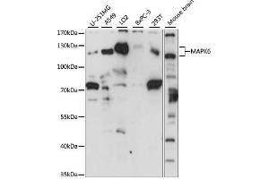 Western blot analysis of extracts of various cell lines, using M antibody (ABIN7268628) at 1:1000 dilution. (MAPK6 Antikörper  (AA 372-721))