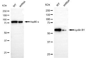 Western blotting analysis using cyclin B1 antibody (ABIN7798189).