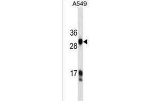HKLK3 Antibody  ABIN1537679 western blot analysis in A549 cell line lysates (35 μg/lane). (Prostate Specific Antigen Antikörper  (AA 220-250))