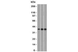 Western blot testing of 1) human HepG2, 2) mouse NIH3T3 and 3) mouse C2C12 lysate with CCND1 antibody.