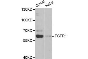 Western blot analysis of extracts of Jurkat and HeLa cell lines, using FGFR1 antibody. (FGFR1 Antikörper)
