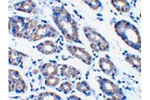Immunohistochemistry of Pmaip1 in human stomach tissue with Pmaip1 polyclonal antibody  at 1 ug/mL . (NOXA Antikörper  (N-Term))