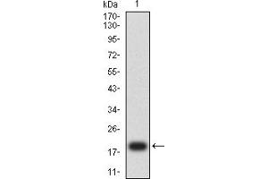 Western blot analysis using CD7 mAb against human CD7 (AA: 26-180) recombinant protein. (CD7 Antikörper  (AA 26-180))
