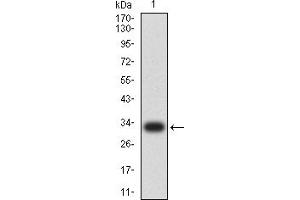 Western blot analysis using PMAIP1 mAb against human PMAIP1 (AA: 1-54) recombinant protein.