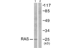 Western Blotting (WB) image for anti-RASH/RASK/RASN (N-Term) antibody (ABIN1848756) (RASH/RASK/RASN (N-Term) Antikörper)