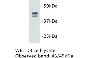 Image no. 1 for anti-POU Class 5 Homeobox 1 (POU5F1) antibody (ABIN1112821)