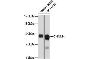 Western blot analysis of extracts of various cell lines, using CNNM4 antibody (ABIN7266573) at 1:1000 dilution. (CNNM4 Antikörper)