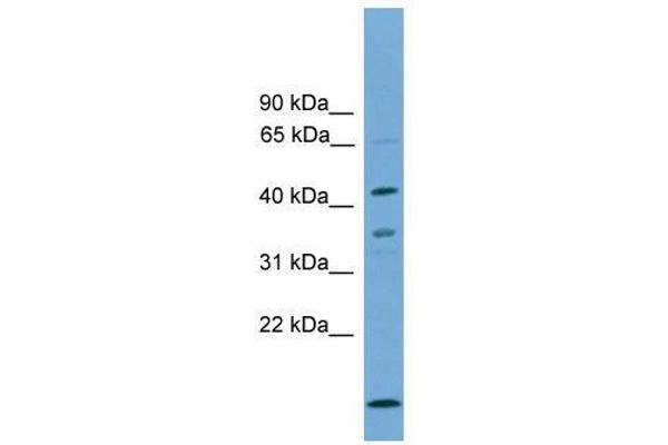 Apolipoprotein L 5 Antikörper  (C-Term)
