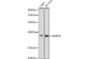 Western blot analysis of extracts of various cell lines, using DNPH1 antibody (ABIN7266383) at 1:1000 dilution. (RCL Antikörper)