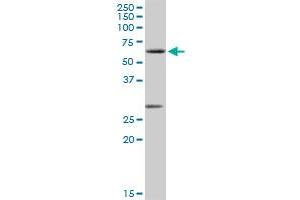 CLK2 MaxPab rabbit polyclonal antibody. (CLK2 Antikörper  (AA 1-498))