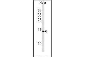 Western blot analysis in HeLa cell line lysates (35 ug/lane) using RPS14 Antibody (C-term) Cat. (RPS14 Antikörper  (C-Term))