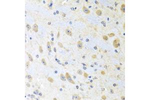 Immunohistochemistry of paraffin-embedded mouse brain using MLN antibody (ABIN5973790) at dilution of 1/100 (40x lens). (Motilin Antikörper)