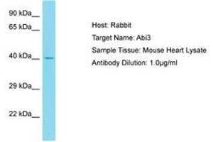 Image no. 1 for anti-ABI Family, Member 3 (ABI3) (C-Term) antibody (ABIN6750500)