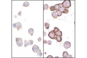 Immunocytochemistry (ICC) image for anti-CD276 (CD276) (AA 484-534) antibody (ABIN7453930)