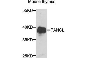 Western blot analysis of extracts of mouse thymus, using FANCL antibody (ABIN5995461) at 1/1000 dilution. (FANCL Antikörper)