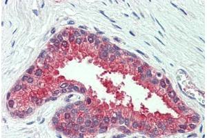 Anti-SLC12A2 / NKCC1 antibody  ABIN960803 IHC staining of human prostate.