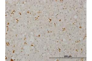 Image no. 1 for anti-pi-3-Kinase-Related Kinase SMG-1 (SMG1) (AA 2922-3032) antibody (ABIN599192) (SMG1 Antikörper  (AA 2922-3032))