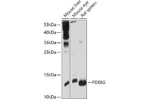 Western blot analysis of extracts of various cell lines, using PDE6G antibody (ABIN7269304) at 1:1000 dilution. (PDE6G Antikörper  (AA 1-87))