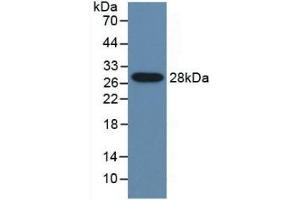 Detection of Recombinant CYP2E1, Mouse using Polyclonal Antibody to Cytochrome P450 2E1 (CYP2E1) (CYP2E1 Antikörper  (AA 34-273))