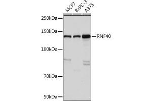 Western blot analysis of extracts of various cell lines, using RNF40 Rabbit mAb (ABIN7270074) at 1:1000 dilution.