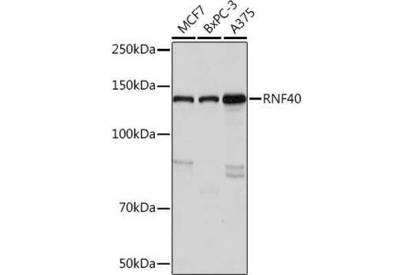RNF40 抗体