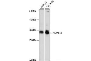 Western blot analysis of extracts of various cell lines using NSMCE1 Polyclonal Antibody at dilution of 1:1000. (NSMCE1 Antikörper)