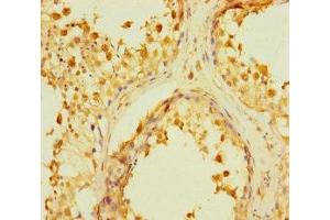 Immunohistochemistry of paraffin-embedded human testis tissue using ABIN7167373 at dilution of 1:100 (WTH3DI Antikörper  (AA 1-254))