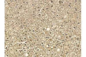 RUFY3 Mouse Monoclonal Antibody at 1/100 staining human normal liver tissue by IHC-P. (RUFY3 Antikörper)