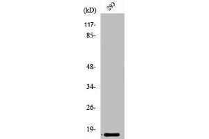 Western Blot analysis of Jurkat cells using Ribosomal Protein L35 Polyclonal Antibody