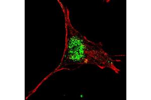 Fluorescent confocal image of SY5Y cells stained with (ABIN655898 and ABIN2845298) KLF4 (C-term) antibody. (KLF4 Antikörper  (C-Term))