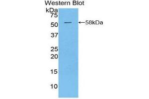 Western Blotting (WB) image for anti-Kallikrein 6 (KLK6) (AA 26-261) antibody (ABIN1859554) (Kallikrein 6 Antikörper  (AA 26-261))
