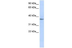 WB Suggested Anti-OR10X1 Antibody Titration: 0. (OR10X1 Antikörper  (Middle Region))